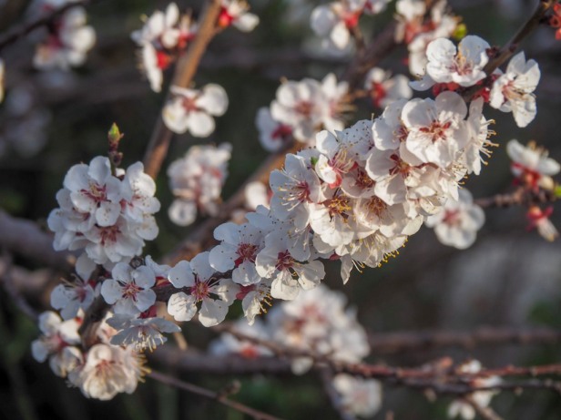 Pfalz, almond blossom