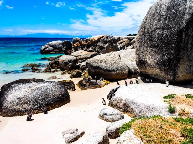 South Africa: Where To See Penguins In The Wild